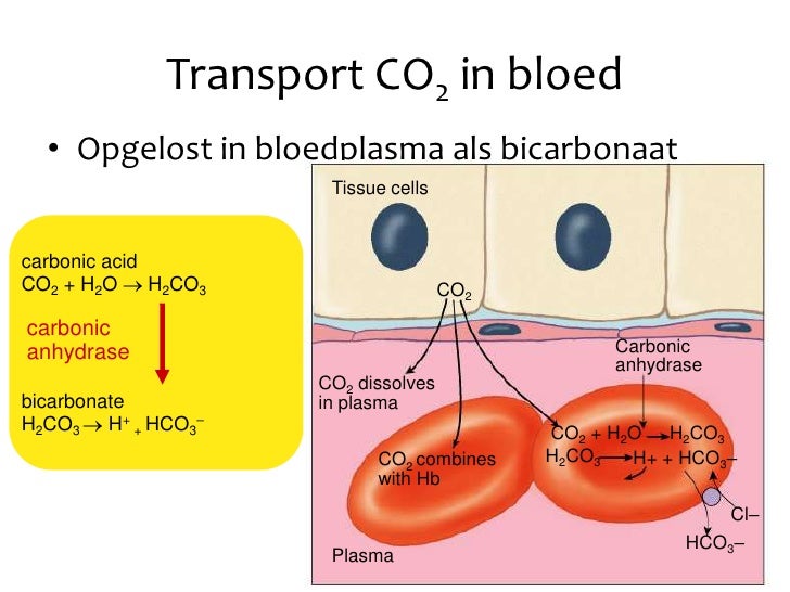 bicarbonaat bloed